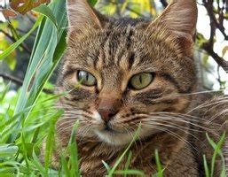 No, the equine herpes virus cannot be transmitted to humans. Lysine for Feline Herpes | eHow
