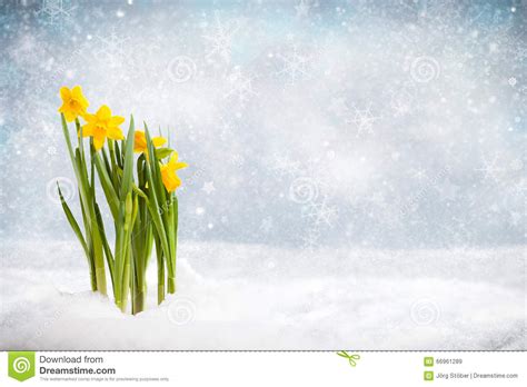 Daffodils In A Winter Scene Breaking Through Snow Stock Image Image