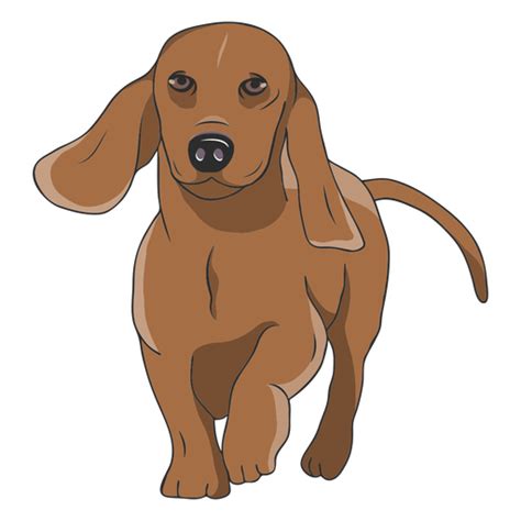 Walking Dachshund Dog Illustration Transparent Png And Svg Vector File