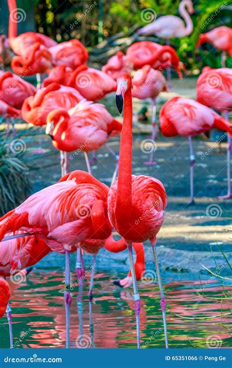Flamboyance Of Flamingos Stock Photo Image Of North 65351066