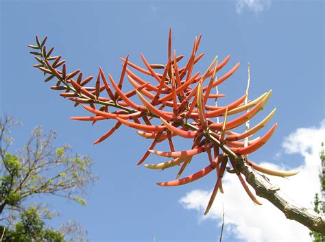National Tropical Botanical Garden Erythrina Berteroana Plant