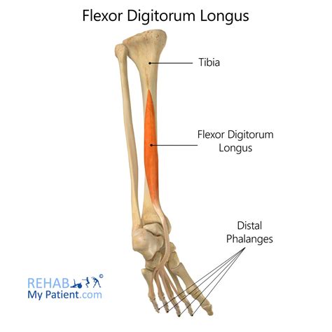 Flexor Digitorum Longus Rehab My Patient