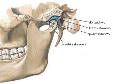 Staw Skroniowo Uchwowy Tmj Anatomia I Fizjologia Dr Joanna Piech