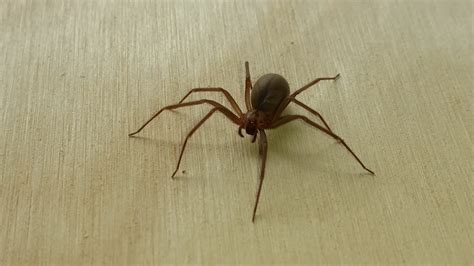 Brown Recluse And Pest Control In Wichita Bedbuginator