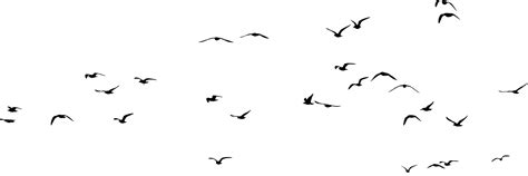 Bird Gulls Silhouette Clip Art Flock Of Birds Png Download 2241748
