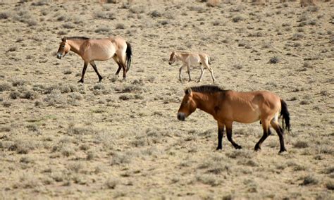 eighteen rare endangered horses born  chinas xinjiang global times