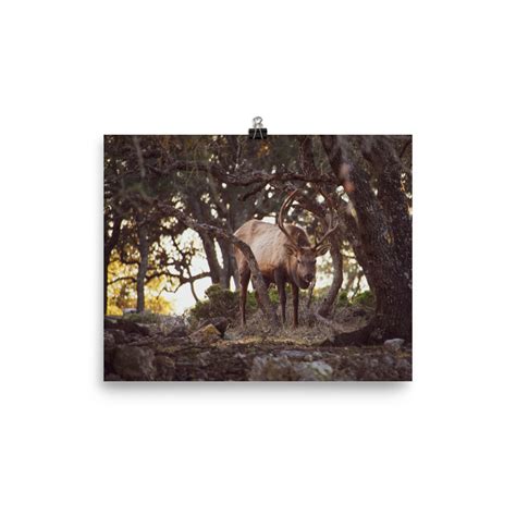 Wildlife Elk Photography Art Nature Art Decor And More