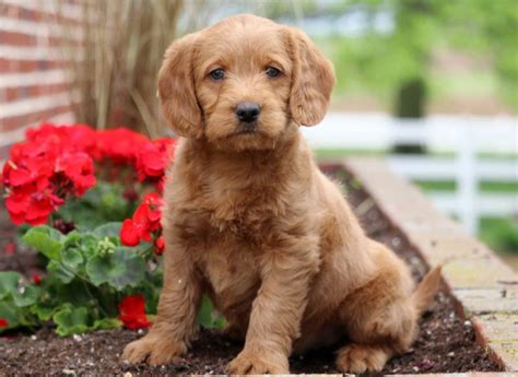 Labradoodles of long island is a home breeder, which means we don't use kennels or keep our dogs outside in a puppy shed. all of our dogs and their puppies are our. Puddles | Labradoodle - Miniature Puppy For Sale ...