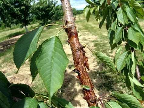 Fruit Ag Updates Spray Cherry Trees For Bacterial Canker