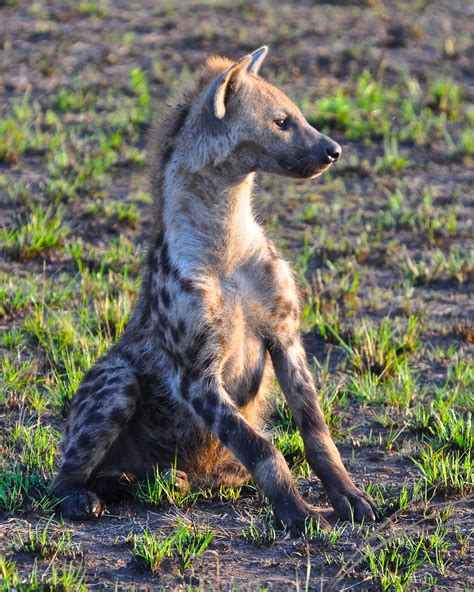 Spotted Hyena At Dawn Hyena Cute Animals Animals Wild