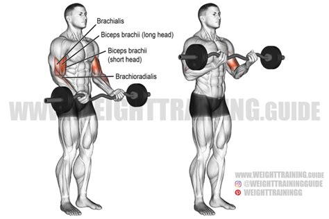 Best Arm Exercises For Great Results Page 9 Of 13 Weight Training