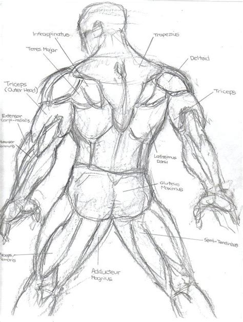 Back Muscles Human Anatomy Art Sketches Anatomy Art