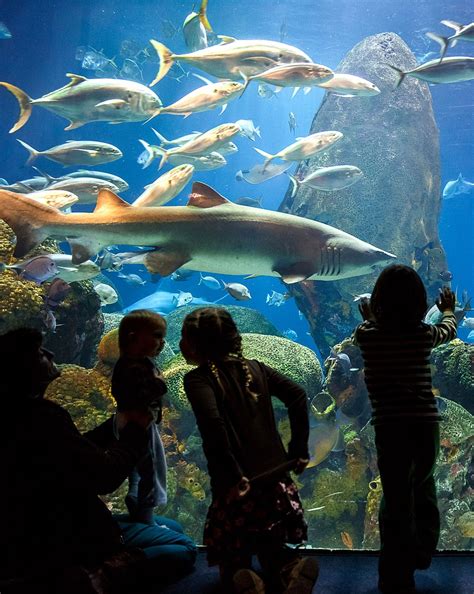 Class Notes Tennessee Aquarium To Host Students For Special Sleep In