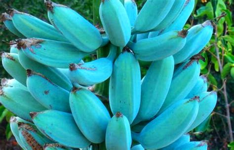 Tasty Blue Java Banana Feels Like Eating A Delicious Vanilla Ice Cream Pinoy Formosa