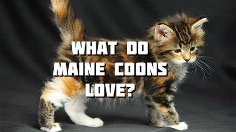 Maine Coon Cat Video What Do Maine Coons Love Youtube