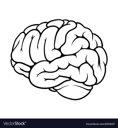 Outline Of A Brain On The White Background Vector Image