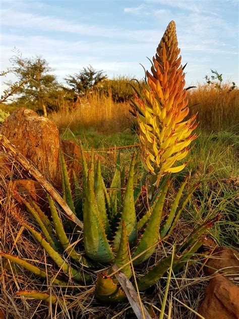 Aloe Hybrid In Flower Vaal Retreat April 2018 Vegetais