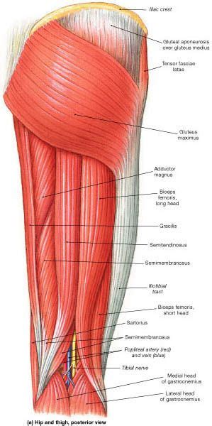 Muscle Identification Muscle Anatomy Medical Anatomy Human Anatomy
