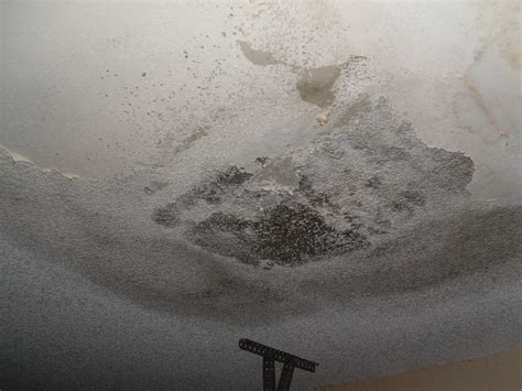 Cleaning mold from bathroom ceiling. Health Hazards of Black Mold? | ThriftyFun