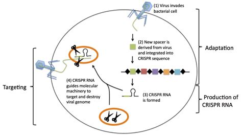 BIO101 CRISPR A Game Changing Genetic Engineering Technique Saylor