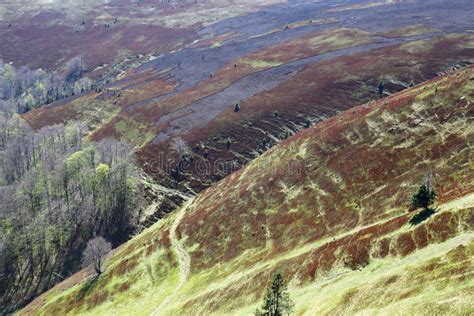 Scenic Forest Slopes Of Spring Mountains Stock Photo Image Of Hill