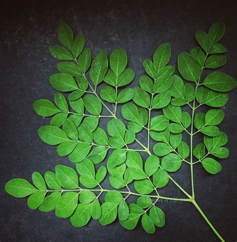 It also contains hydrating and detoxifying elements, which also boost the skin and hair. HEALTH BENEFITS OF MORINGA LEAVES in 2020 | Moringa leaves ...