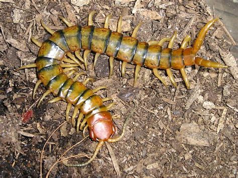 They are neither poisonous nor venomous. centipede - Scolopendra polymorpha - BugGuide.Net
