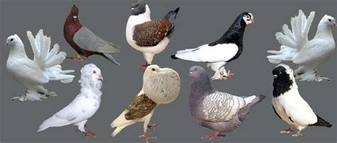 Fancy Pigeon ~ Everything You Need To Know With Photos Videos