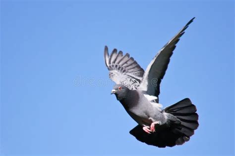 Pigeon In Flight Stock Photo Image Of Popular Wildlife 10850370