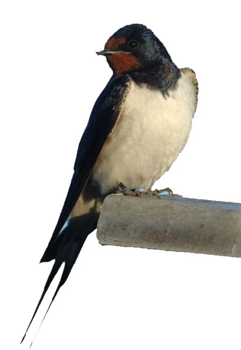 Swallow Png Images Transparent Free Download Pngmart