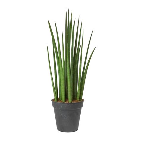 Sansevieria Cylindrica Spikes Cylindrical Snake Plant In 2022