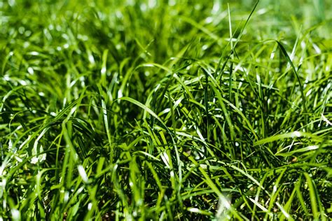 Use a lawn roller over the soil surface, and avoid plodding on the sod, as this can cause damage to the layers beneath. How to Prepare an Existing Grass Lawn for Sod Installation