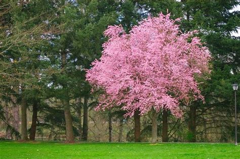 Kv Flowering Plum Tree Has Pink Blooms In Spring Trees To Plant