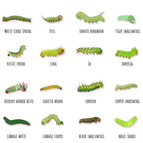 Types Of Green Caterpillars With Identification Guide Pat Garden