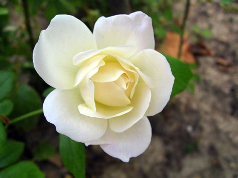 Beautiful White Rose Flowers Images Best Flower Site