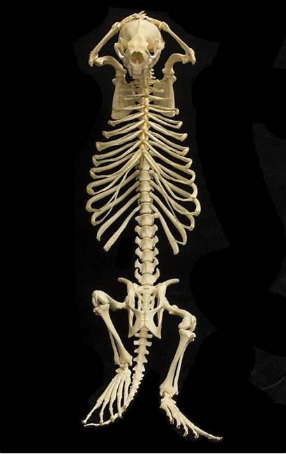 Animal Skeletons Sea Bones Skulls Otter Skeleton