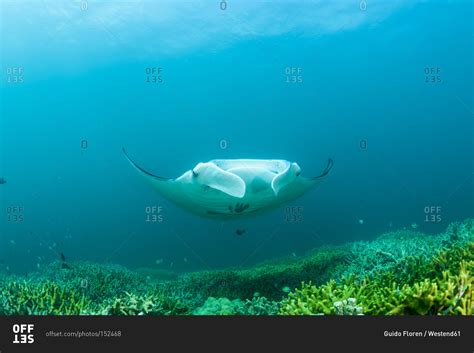 Reef Manta Ray Offset Collection Stock Photo Offset