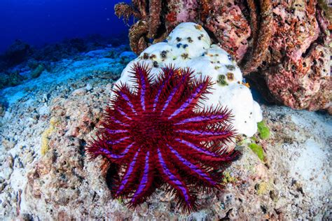 Crown Of Thorns Starfish All About The Deadly Beauty