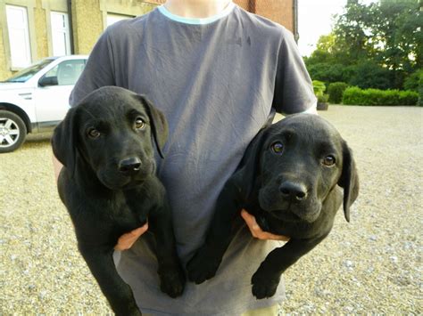 Transcript for labrador puppies learn to howl this transcript has been automatically generated and may not be 100% accurate. Black Labrador puppies. | Horsham, West Sussex | Pets4Homes