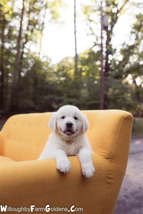 Golden retriever on a retro couch. . . . #goldenretriever #goldenlife #