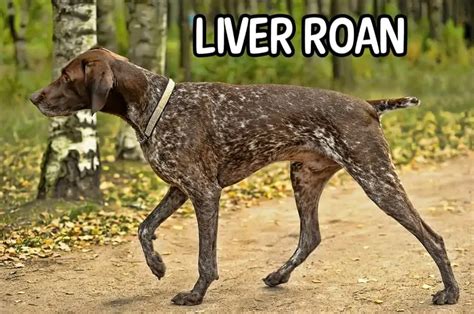 German Shorthaired Pointers Colors And Changes Houndgames