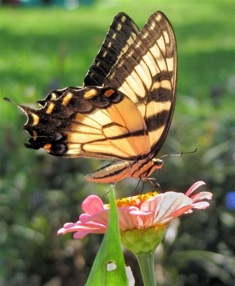 When butterflies mate, the male will give the. What Do Caterpillars Eat? Host Plants | Butterfly plants ...