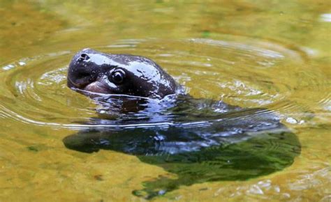 Photos Baby Pygmy Hippo Gets Adorable Swim Lesson From Mom