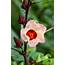 Roselle Flower / Hibiscus Sabdariffa  Sorrel Plant
