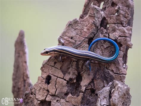 Juvenile Five Lined Skink Illinois Nature Photography Workshops And