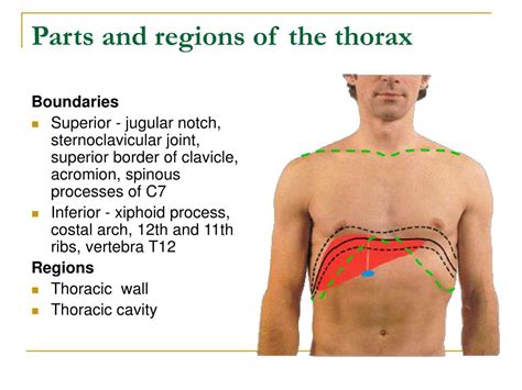 Ppt Thorax Powerpoint Presentation Free Download Id628150