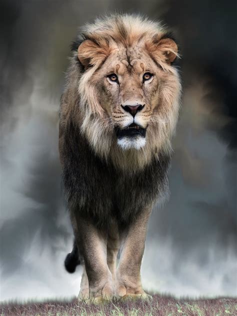 Majestic By Johanne Dauphinais On 500px Lion Photography Lions