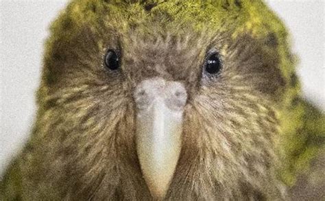 Two Kākāpō Flying Home In Time For Christmas