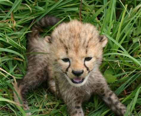 Five Newborn Cheetah Cubs One Says Oh Hai Guize Blah