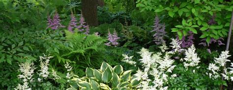 Shade Border Hosta Astilbe And Ferns Shade Plants Shade Garden
